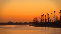 Tall Palms